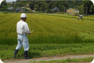 米の収穫の様子